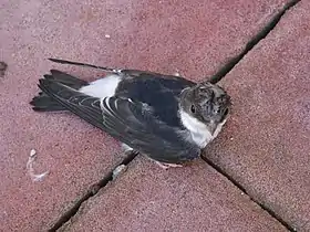 Juvenil de Delichon urbica