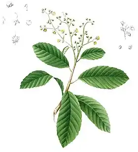 Tetracera sarmentosa