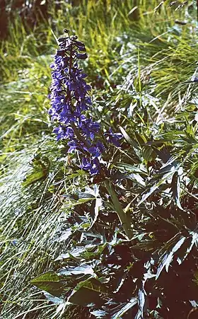 Flores da Delphinium elatum
