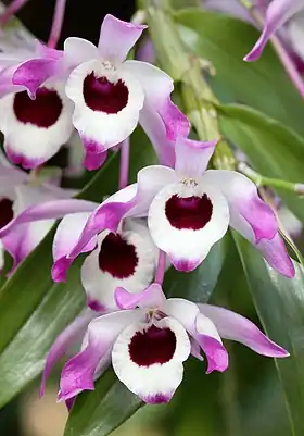 Orquídea Dendrobium nobile em período de floração