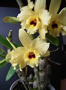 detalhamento de flores de Dendrobium nobiles em cor amarela