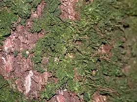 Dendroceros sp. Neescrescendo na casca de uma árvore.