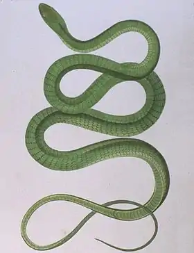 Dendrelaphis punctulatus