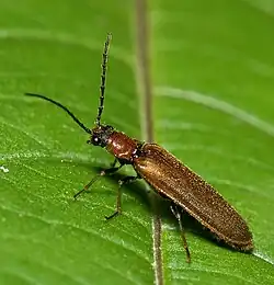 Família Elateridae Denticollis linearis