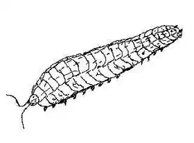 Eoarthropleura, um milípede.