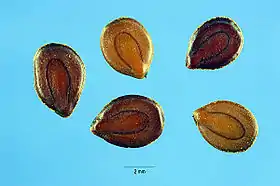 desmanthus illinoensis