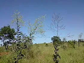 Plantas de Desmodium distortum e D. membranifolium