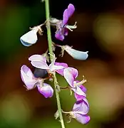 Desmodium gangeticum.