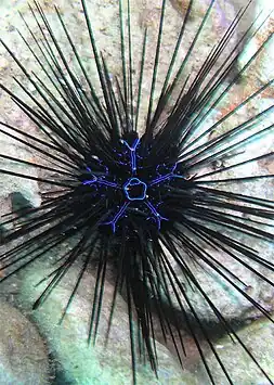 Ouriço-diadema de Savigny.(Diadema savignyi).