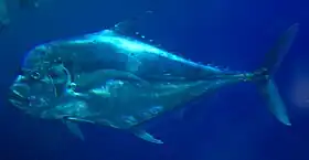 Alectis indica adulto