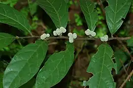 Folhagem e frutos de Dichapetalum gelonioides.