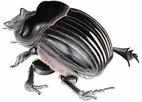 Dichotomius carolinus.