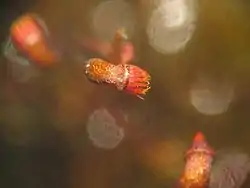 Esporogónios com cápsula artrodôntica de Dicranella varia.