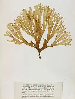 Dictyota dichotoma, exemplar de herbário dos irmãos Crouan (Pierre-Louis e Hippolyte-Marie).