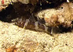 Didogobius splechtnai