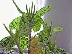 Dieffenbachia em flor.