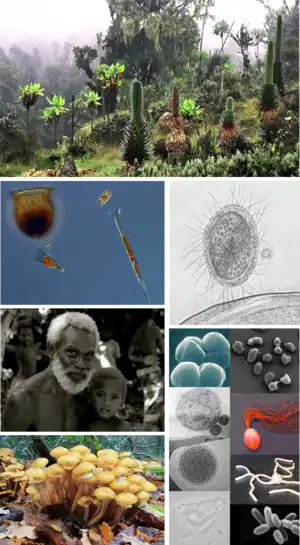 Colagem de imagens dos seis tipos de vida que existem (plantas, animais, archaea, bactérias, fungos e protistas).