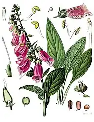 Digitalis purpurea L.