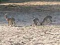 Família de dik-dik-de-kirk, lago Manyara, Tanzânia