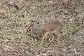 Dik-dik se alimentando