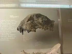 Dinictis sp. skull