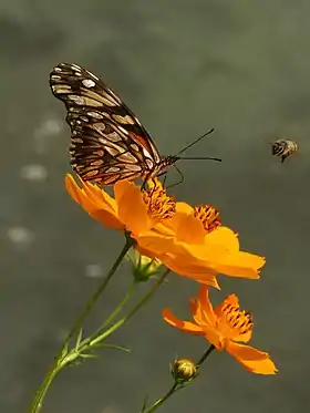 D. juno, subespécie huascuma, pousada, sendo possível a observação de suas manchas em prata.