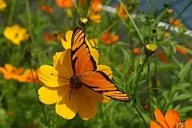 D. juno, vista superior.