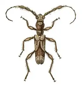 Diphyrama singularis