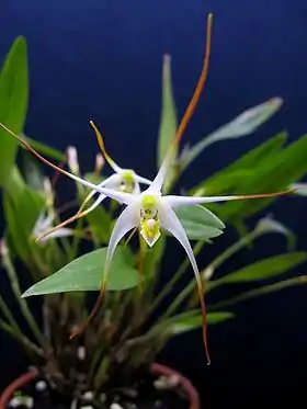 Diplocaulobium validicolle