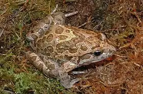 Sapo-pintado-do-mediterrâneo