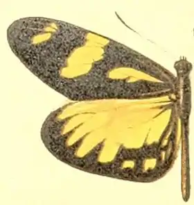 Ilustração da asa esquerda do macho do Pieridae Dismorphia melia.