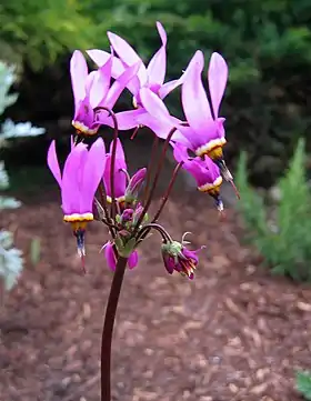 Dodecatheon meadia