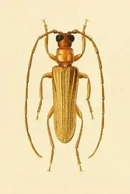 Doesus telephoroides
