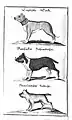 "Dogge inglês", Barenbeisser, e "Bullenbeisser Neerlandês"