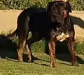 Dogo espanhol macho