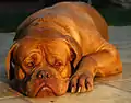 Dogue de bordeaux. Máscara marrom