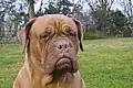 Dogue de bordeaux. Máscara marrom