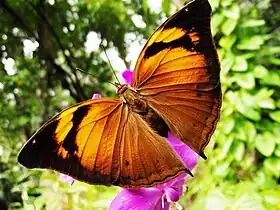 Vista superior de D. bisaltide.