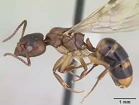 Dolichoderus lutosus