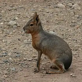 Dolichotis patagonum no Zoológico Temaikèn, em Belén de Escobar, na Argentina