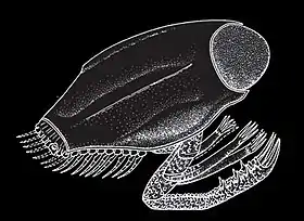 Dollocaris, um artrópode.