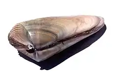 Valva da concha do molusco Donax hanleyanus vista por seus umbos. Espécime de Ubatuba, São Paulo, Brasil.