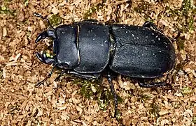 Dorcus parallelipipedus