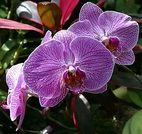 Flor de Doritaenopsis