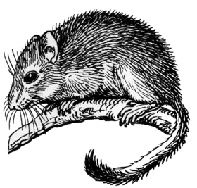 Ilustração representativa dos arganazes