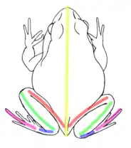 Representação dorsal da rã Physalaemus Cuvieri. Em vermelho o comprimento do fêmur, em verde comprimento da tíbia, em azul o comprimento do tarso em rosa o comprimento do pé e em amarelo medida dorso-ventral.