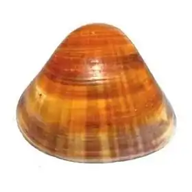 Vista dorsal de uma valva alaranjada de T. mactroides. Espécime coletado em Ubatuba, praia da Lagoinha, São Paulo, em dezembro de 1988.