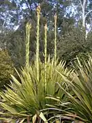 Doryanthes excelsa.