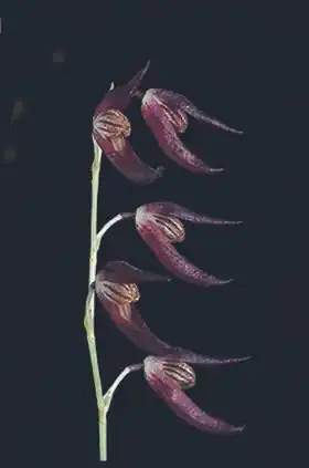 Dracontia tuerckheimii