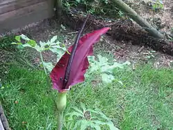 Dracunculus vulgaris.